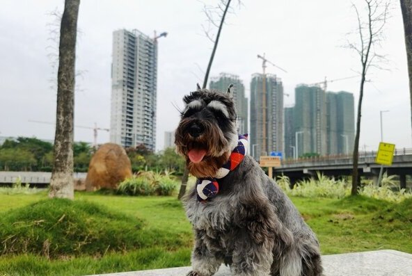 最厉害的小型护卫犬