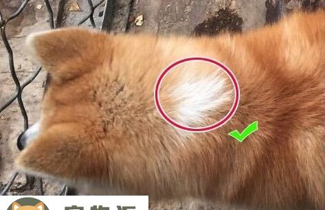 秋田犬怎么看纯不纯-怎样判断秋田犬纯不纯 秋田犬怎么看纯不纯-怎样判断秋田犬纯不纯