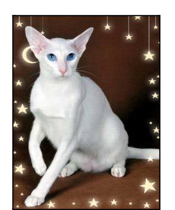 白色的猫有哪些品种-白猫在中国的寓意