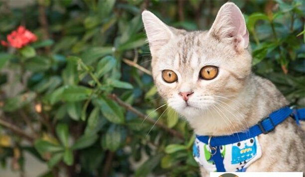 虎猫和豹猫的区别有哪些-世界十大被禁养的猫