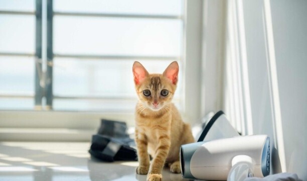 橘猫多少钱一只-买一只普通的猫要多少钱