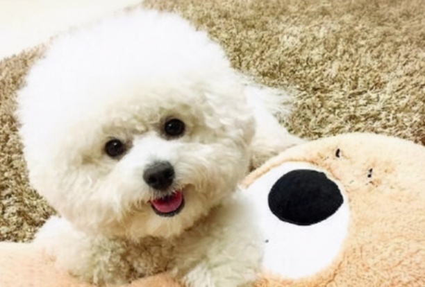 比熊多少钱一只-比熊犬的价格区间 比熊多少钱一只-比熊犬的价格区间
