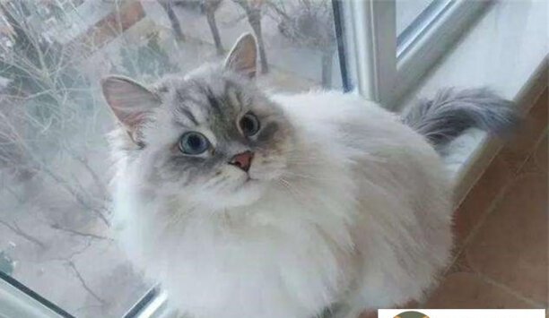 最好养猫咪十大排名-世界十大善良动物 最好养猫咪十大排名-世界十大善良动物