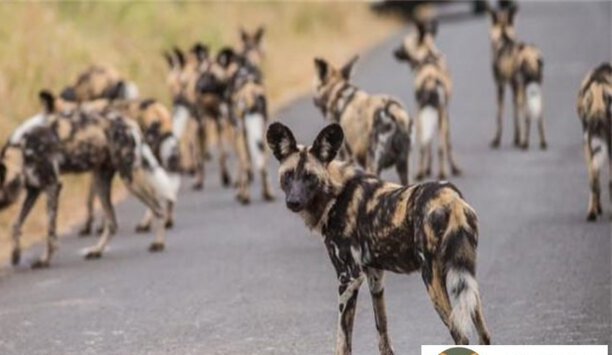 三色犬多少钱一只-塞尔维亚三色犬的优点和缺点 三色犬多少钱一只-塞尔维亚三色犬的优点和缺点