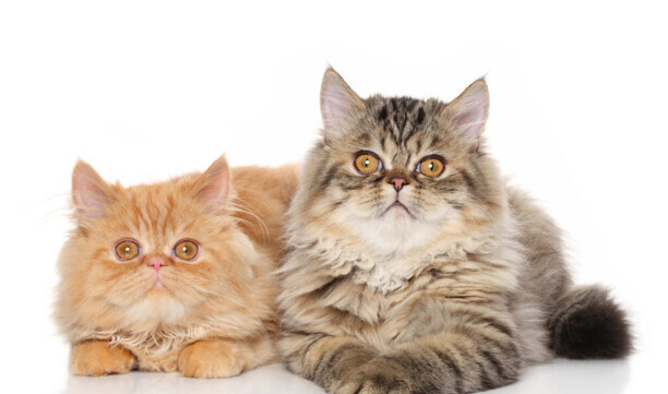 波斯猫的眼睛-为什么波斯猫的两个眼睛是不同颜色的
