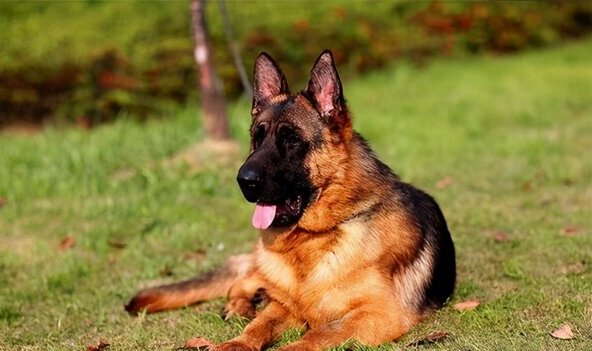 德牧犬训练方法与技巧-训练德牧的6个方法与技巧