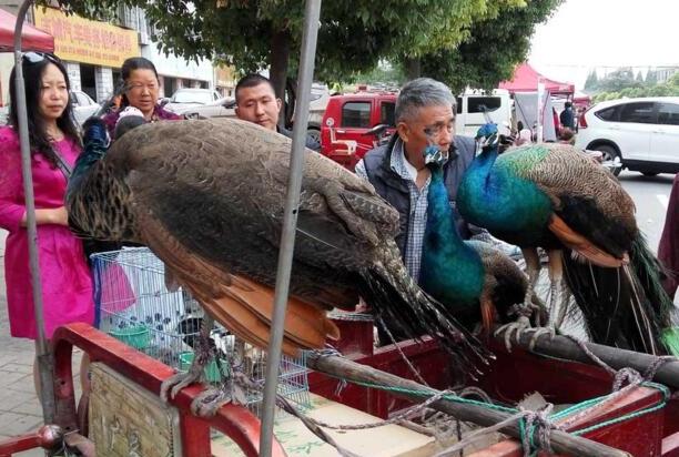 人工喂养蓝孔雀1500元一只,市民围观看稀奇但无人购买 人工喂养蓝孔雀1500元一只,市民围观看稀奇但无人购买