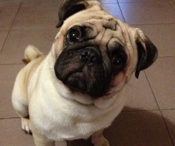 沙皮狗和八哥犬的区别-沙皮犬优点及缺点
