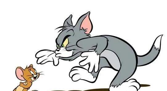 汤姆是什么品种的猫-tom猫是什么猫