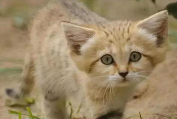 虎猫和豹猫的区别有哪些-世界十大被禁养的猫
