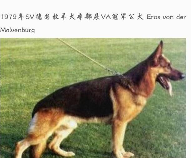 平背德牧和弓背德牧哪个体型大-弓背德牧怎么培育出来的
