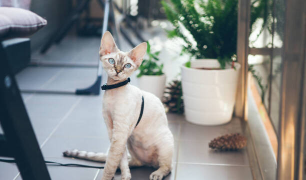 德文卷毛猫大概多少钱一只-三花德文卷毛猫什么价