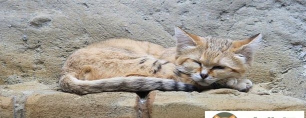 赶走野猫的绝招是什么-大猫把小猫叼走了怎么让它再叼回来