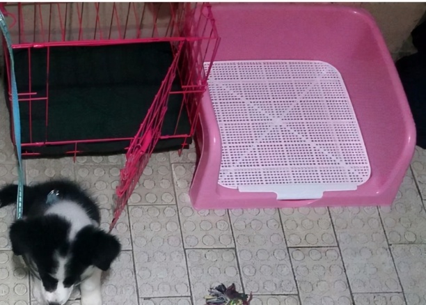 边牧犬如何训练-边牧零基础驯养方法