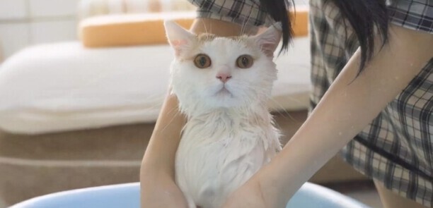 猫咪洗澡多少钱一次-小猫送宠物店洗澡要多少钱