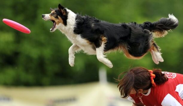 边牧犬如何训练-边牧零基础驯养方法