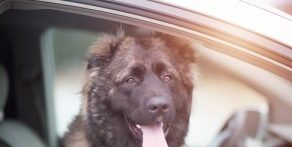 深入了解高加索犬特点 历史 养护方法 优缺点 深入了解高加索犬特点 历史 养护方法 优缺点