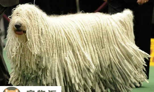 匈牙利牧羊犬价格是多少钱-拖把犬是什么品种 匈牙利牧羊犬价格是多少钱-拖把犬是什么品种