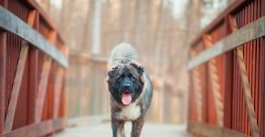 深入了解高加索犬特点 历史 养护方法 优缺点 深入了解高加索犬特点 历史 养护方法 优缺点