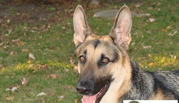 大型犬有哪些品种-适合家养的大型犬排名是怎样的