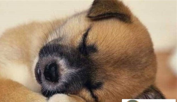 中国田园犬取消禁养的城市有哪些-哪些城市可以养田园犬