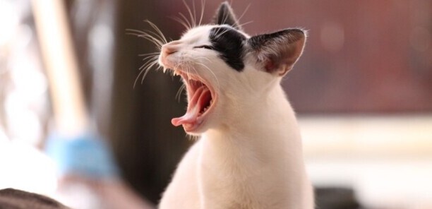 怎么判断猫咪发烧了-猫咪温度多高算发烧