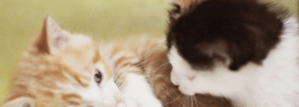 四个月的猫算成年猫还是幼猫