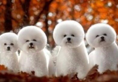 纯种比熊怎么区分-纯种比熊犬辨别方法