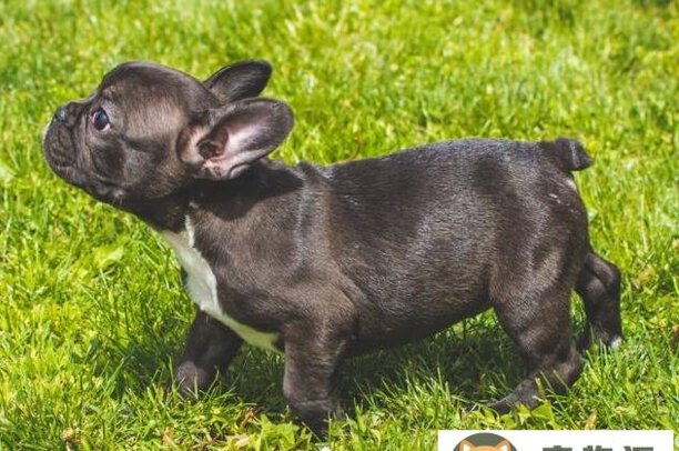 法国斗牛犬的优点与缺点