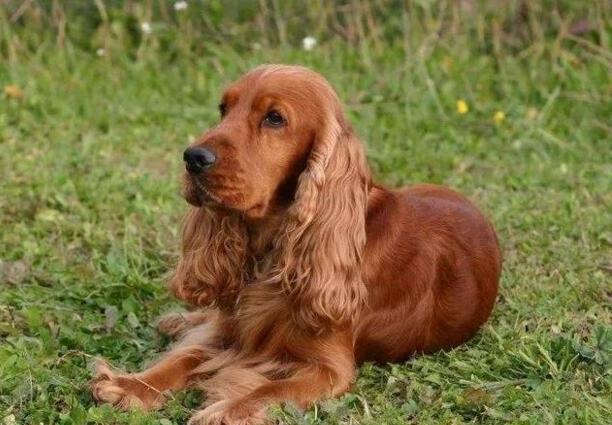 可卡犬价格多少钱一只-可卡犬介绍 可卡犬价格多少钱一只-可卡犬介绍