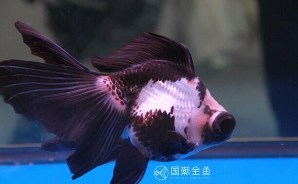 金鱼有哪几种种类