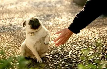 怎样训练蝴蝶犬 怎样训练蝴蝶犬