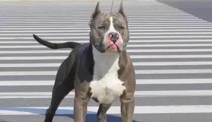 世界名犬——斯塔福 世界名犬——斯塔福