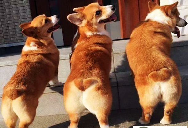 柯基犬为什么要断尾-柯基犬断尾的4个原因 柯基犬为什么要断尾-柯基犬断尾的4个原因