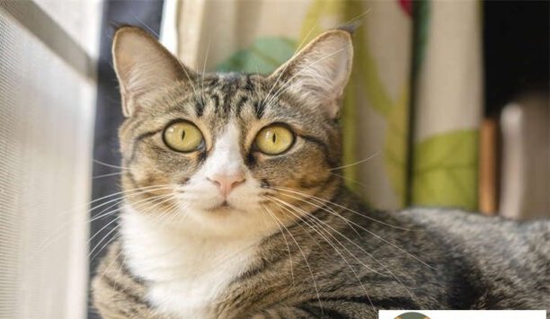 2个月小猫太脏怎么办-猫咪多久干洗一次
