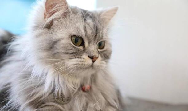 后院猫是什么意思-什么是后院猫