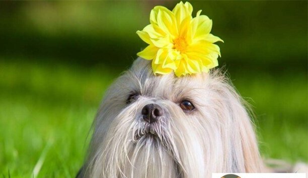 狗狗吐舌头喘气是什么意思-柴犬总是伸着舌头喘气是怎么回事