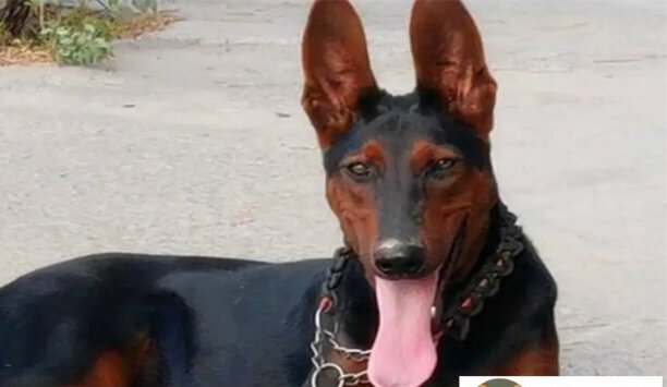 莱州红犬散养会咬人吗-莱州红犬的优点和缺点