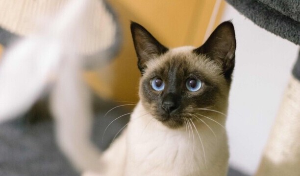 猫咪智商排名前十-猫智商排名是怎样的 猫咪智商排名前十-猫智商排名是怎样的