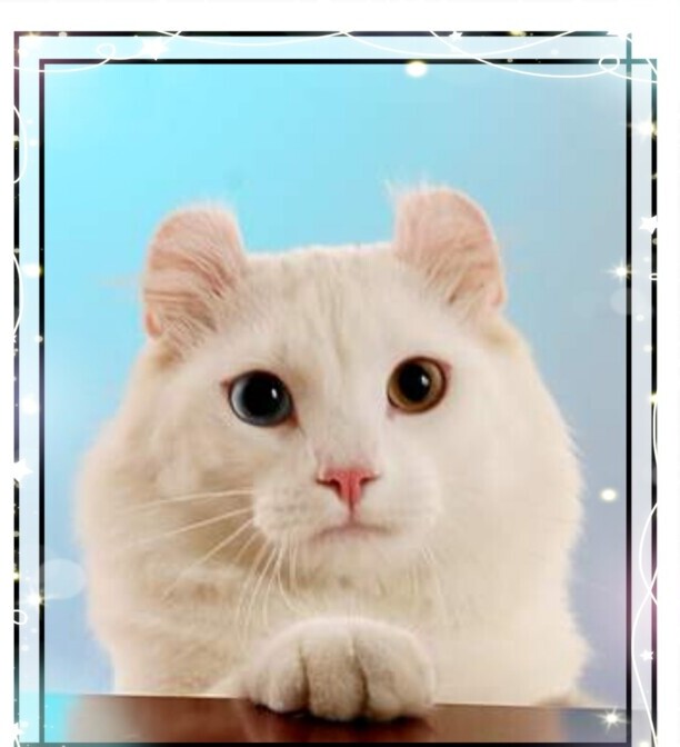 白色的猫有哪些品种-白猫在中国的寓意