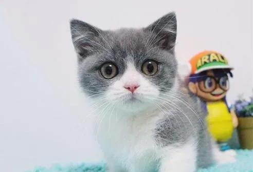 汤姆是什么品种的猫-tom猫是什么猫