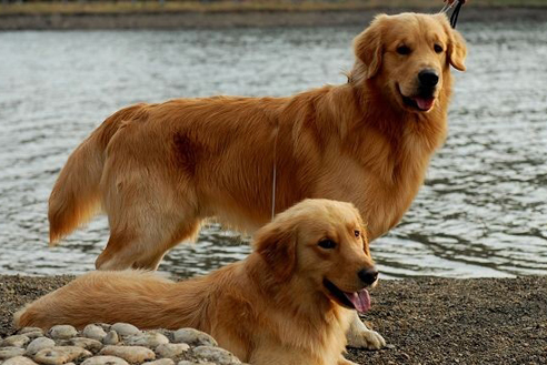 金毛狗多少钱一只-全方位解析金毛寻回犬 金毛狗多少钱一只-全方位解析金毛寻回犬