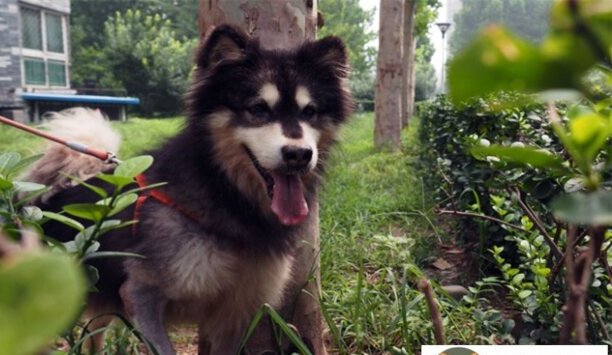 长沙可以养阿拉斯加吗-阿拉斯加是什么犬