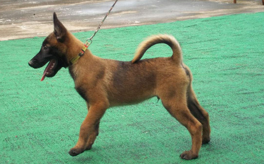 成年马犬冬天在室外怕冷吗