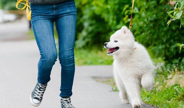 萨摩耶犬好养吗