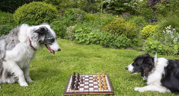 边牧1到12个月成长图-边牧和边境牧羊犬有什么区别