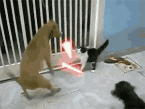 如何能让狗不攻击猫-该怎么理解鲁迅的《狗猫鼠》