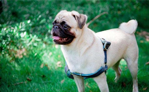 沙皮狗和八哥犬的区别-沙皮犬优点及缺点