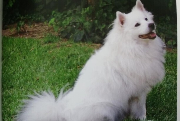 爱斯基摩犬价格多少钱一只-爱斯基摩犬有几种颜色