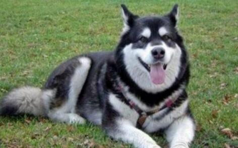 世界100禁养猛犬排行榜:排行前十的禁养犬类有哪些
